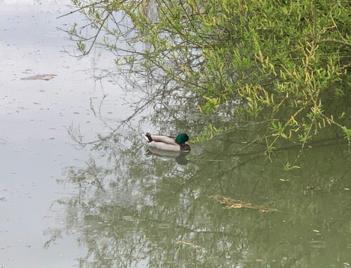 Ente in der Ussel