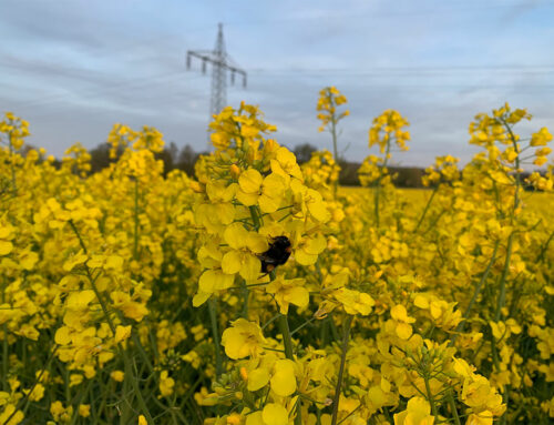 Hummel im Rapsfeld