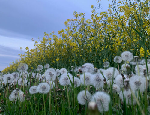 Pusteblumen vor Rapsfeld