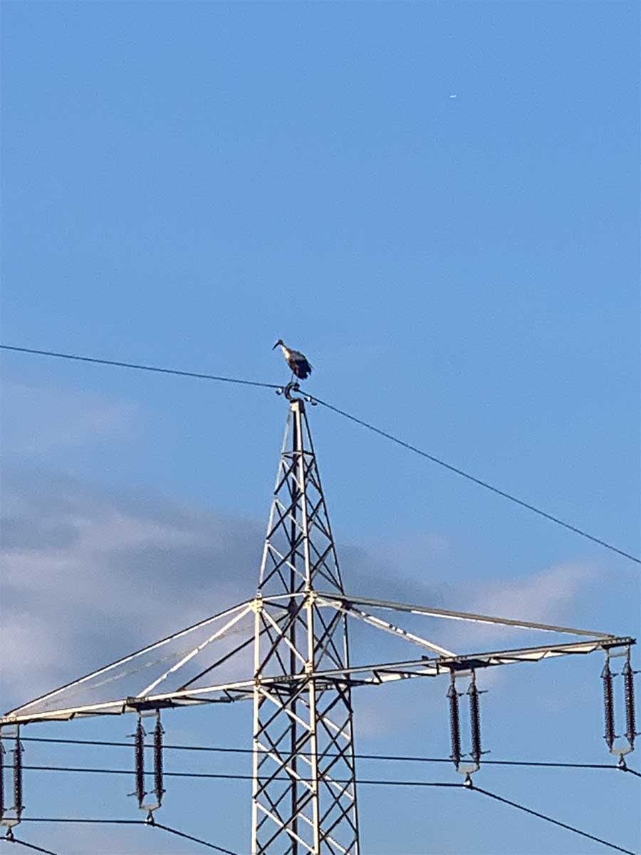 Storch auf Strommast