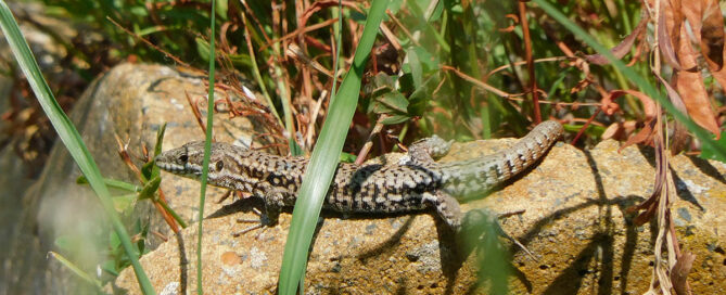 Ein sich sonnender Gecko