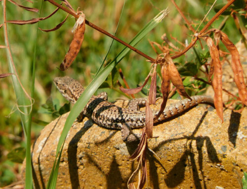 Sich sonnender Gecko