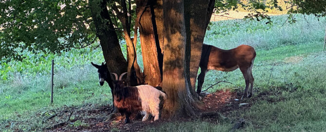 Esel und Bock stehen um mehrere Bäume herum