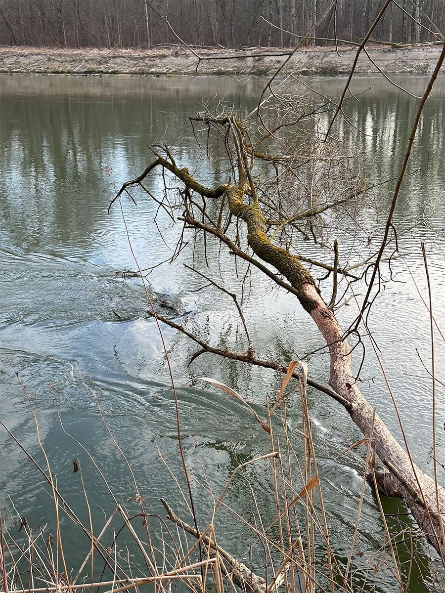 Baum in Donau