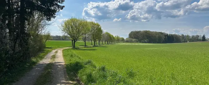 Eine Baumallee vor Puch
