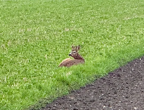 Ein Reh beäugt mich entspannt während meines Trainings